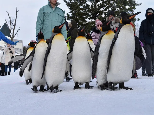 オリオンツアー　初めての旭山動物園！